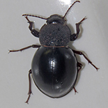 Ocnodes scrobicollis